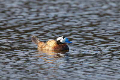 WitkopeendIMG_0907.jpg