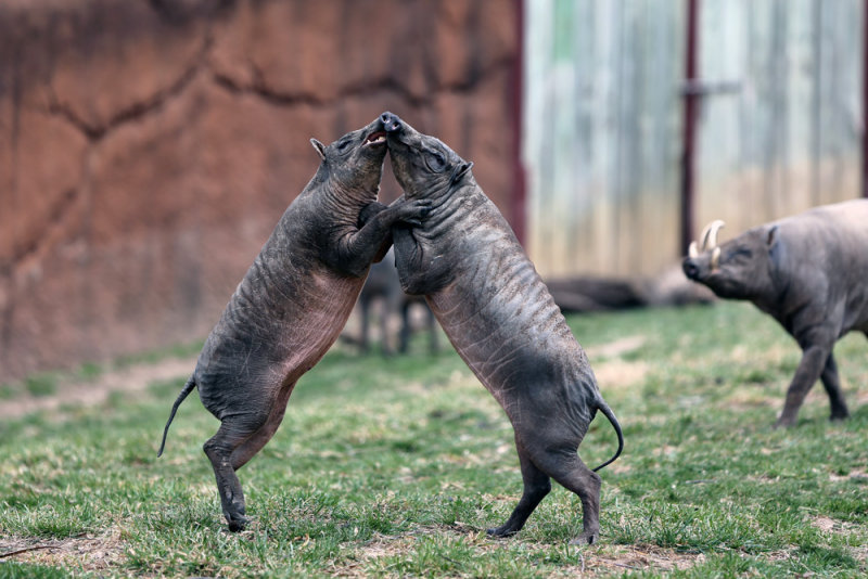 Pig Polka ( Babirusa)