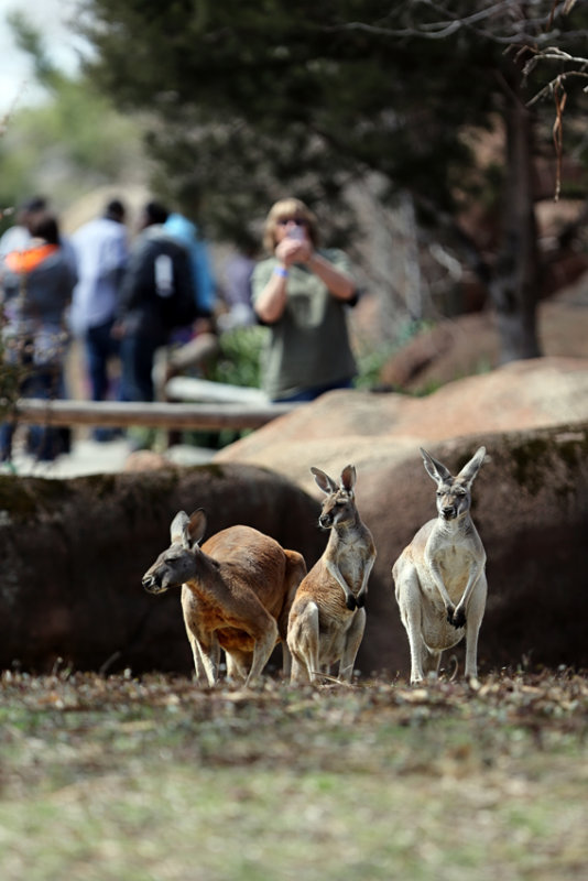 Kangaroos