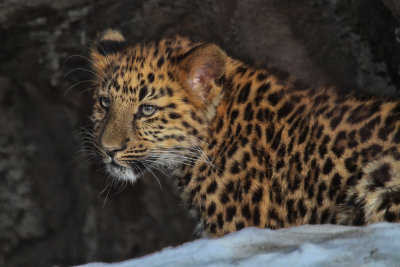 Amur Leopard Cub