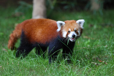 Red Panda