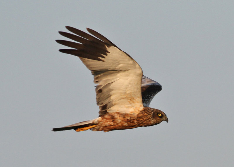 Eurasian Marsh Harrier (Circus aeruginosus) - brun krrhk