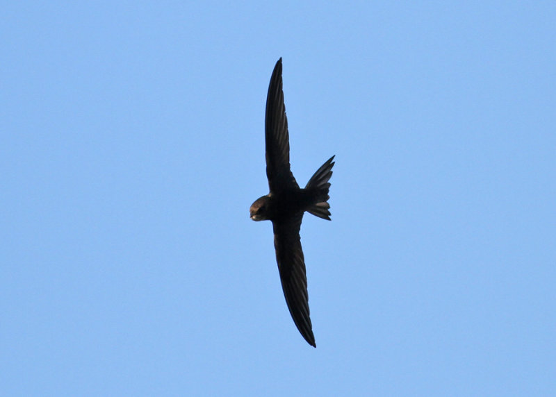 Common Swift (Apus apus) - tornseglare