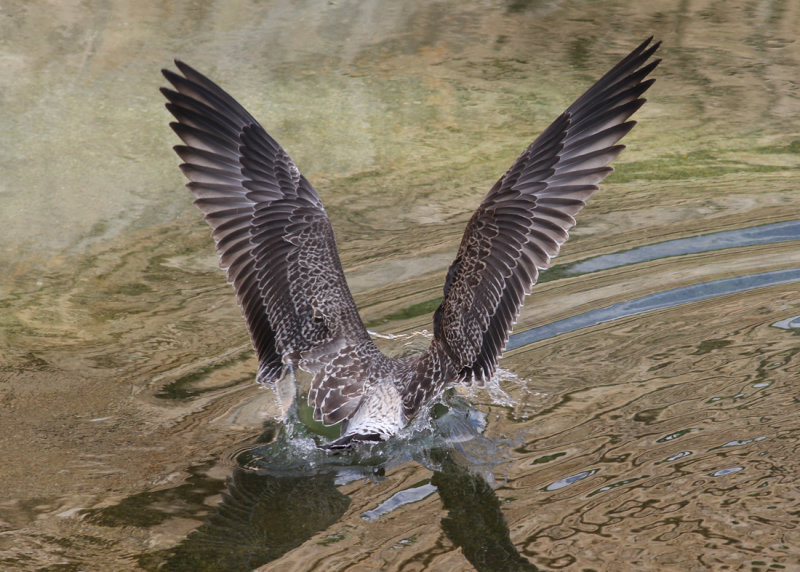 Yellow-legged Gull (Larus michahellis) - medelhavstrut