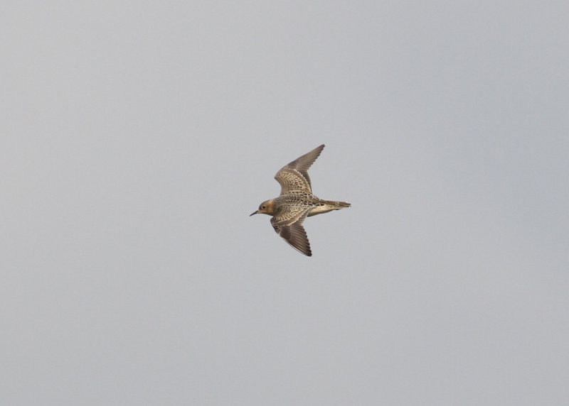 Buff-breasted Sandpiper (Tryngites subruficollis) - prrielpare