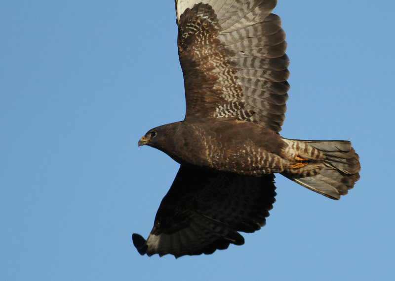 Common Buzzard (Buteo buteo)