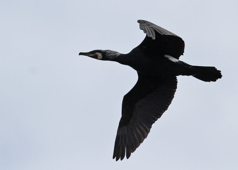 Great Cormorant (Phalacrocorax carbo sinensis) - storskarv