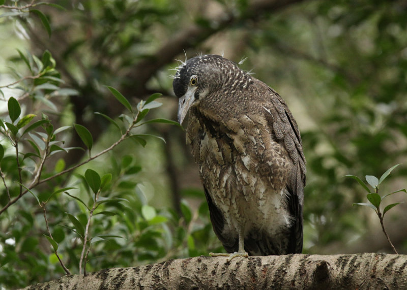 Malayan Night Heron (Gorsachius melanolophus)