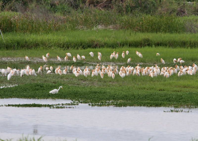 Eastern Cattle Egret (Bubulcus coromandus)
