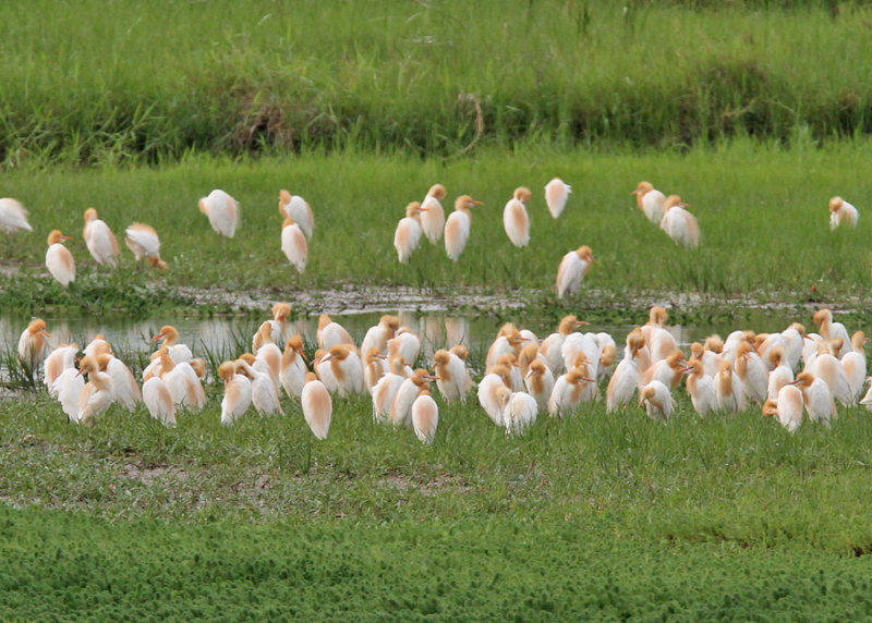 Eastern Cattle Egret (Bubulcus coromandus)