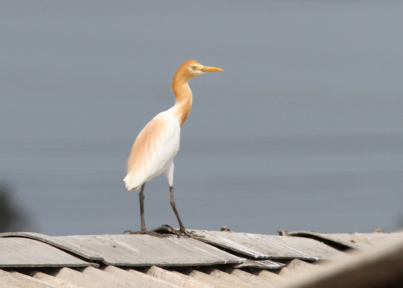 Eastern Cattle Egret (Bubulcus coromandus)