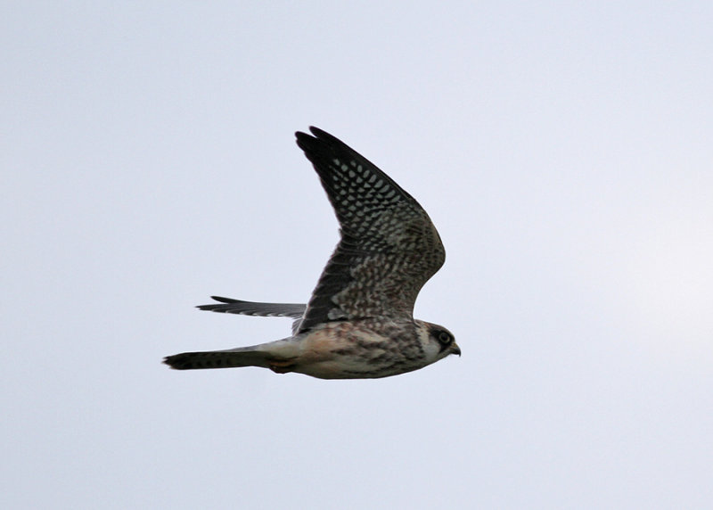 Red-footed Falcon (Falco vespertinus) - aftonfalk