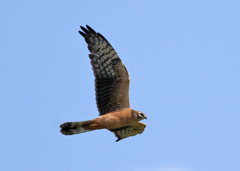 Montagus Harrier (Circus pygargus) - ngshk