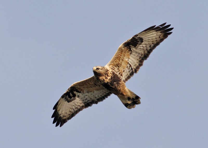 Rough-legged Buzzard (Buteo lagopus) - fjllvrk