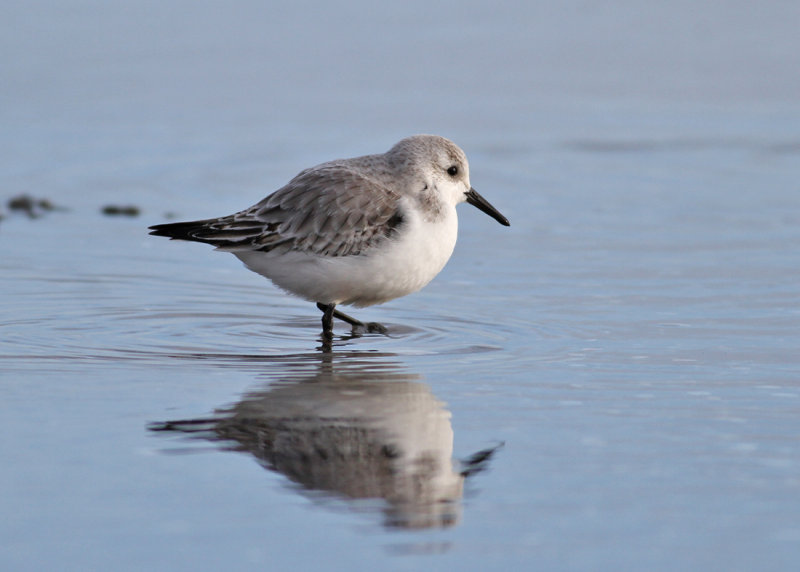 Sanderling (Calidris alba) - sandlpare