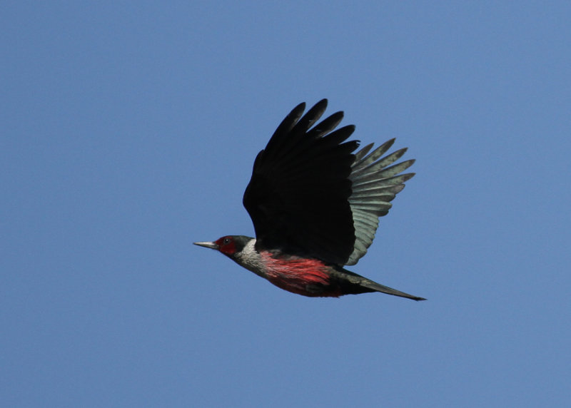 Lewiss Woodpecker ( Melanerpes lewis) - krkspett