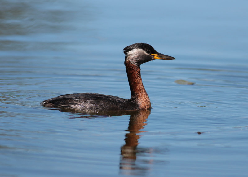 Red-necked Grebe (Podiceps grisegena) - grhakedopping