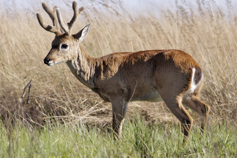 Pampas deer (Ozotoceros bezoarticus) -pampashjort