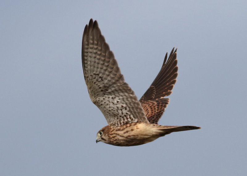 Kestrel (Falco tinnunculus) - tornfalk