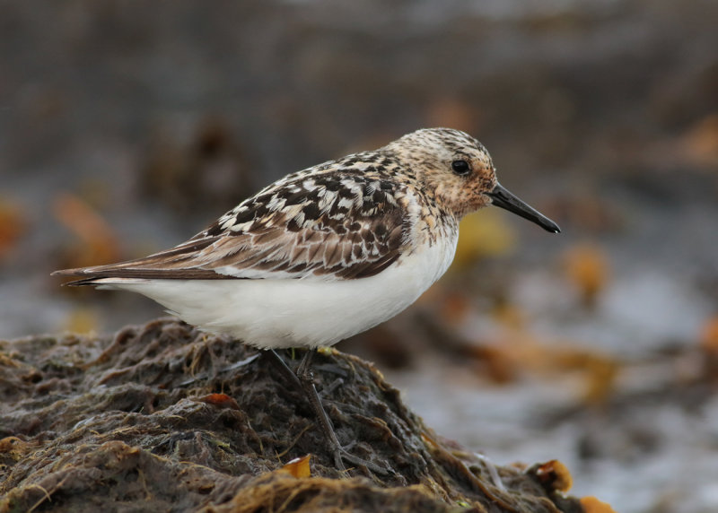 Sanderling (Calidris alba) - sandlpare