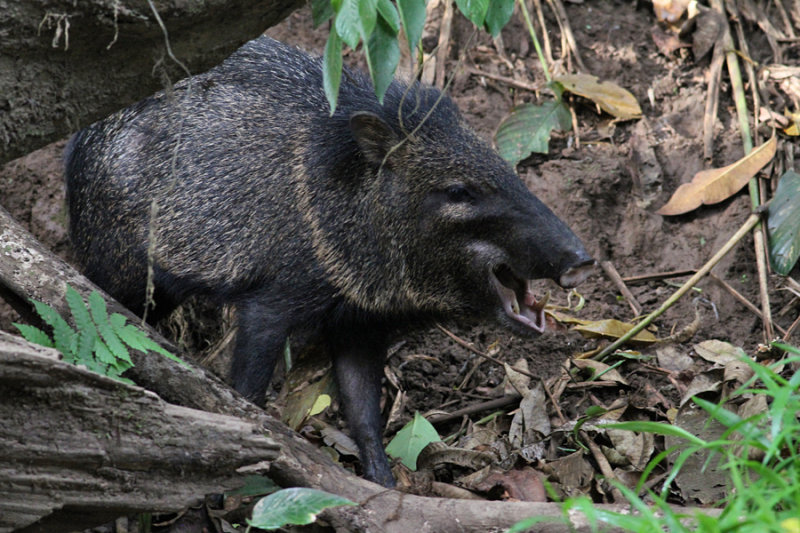 Collared Peccary (Picari tajacu) - pekarisvin