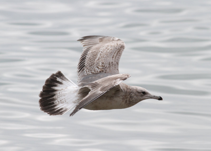 California Gull (Larus californicus) - prrietrut