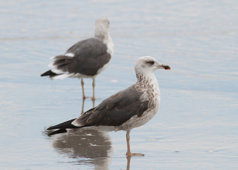 Lesser Black-backed Gull - (Larus fuscus) - Silltrut