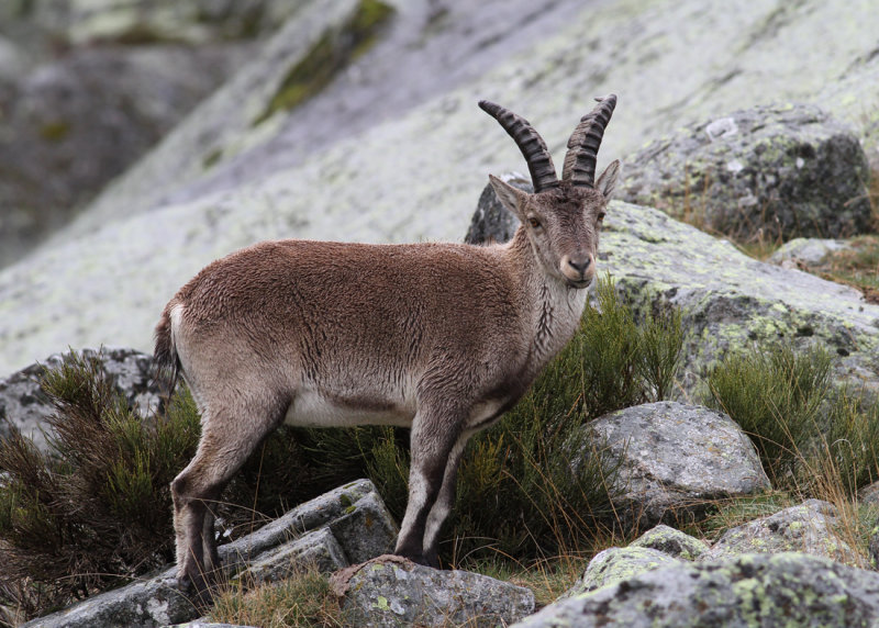 Western Spanish Ibex (Capra pyrenacia victoriae) - spansk stenbock