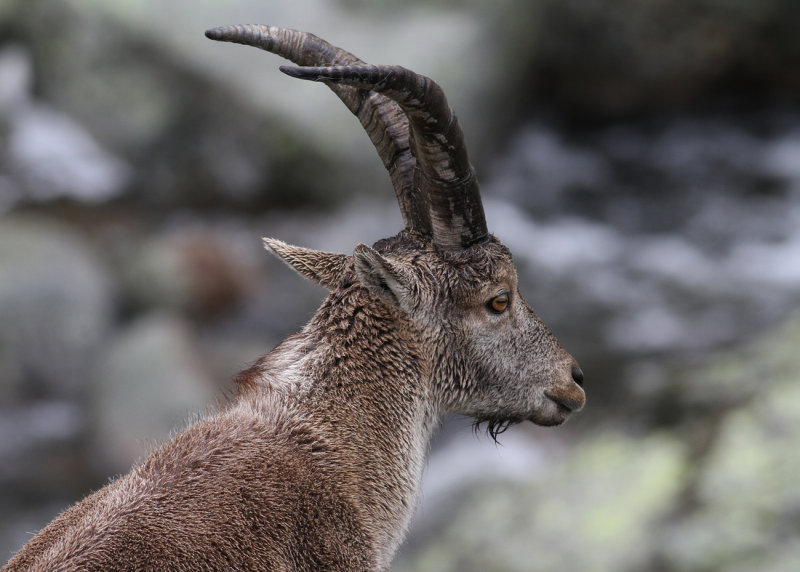 Western Spanish Ibex (Capra pyrenacia victoriae) - spansk stenbock