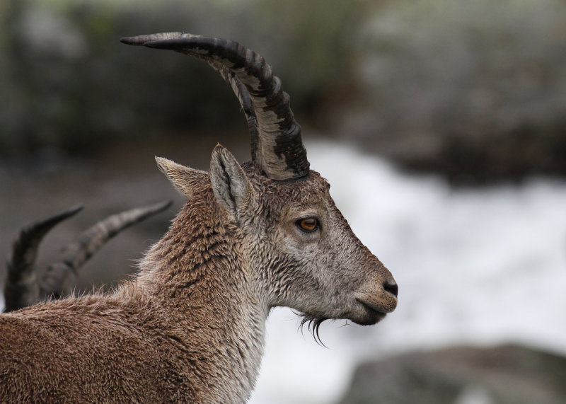 Western Spanish Ibex (Capra pyrenacia victoriae) - spansk stenbock