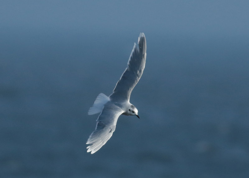 Little Gull (Hydrocoloeus minutus) - dvrgms