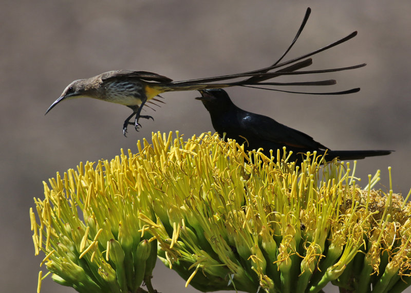 Cape Sugarbird (Promerops cafer) and Red-winged Starling (Onychognathus nabouroup)