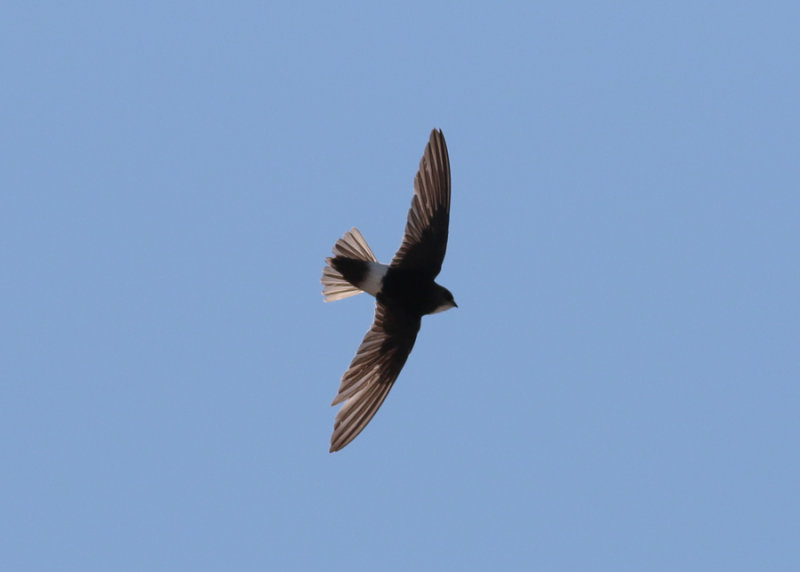 Little Swift (Apus affinis) - stubbstjrtseglare