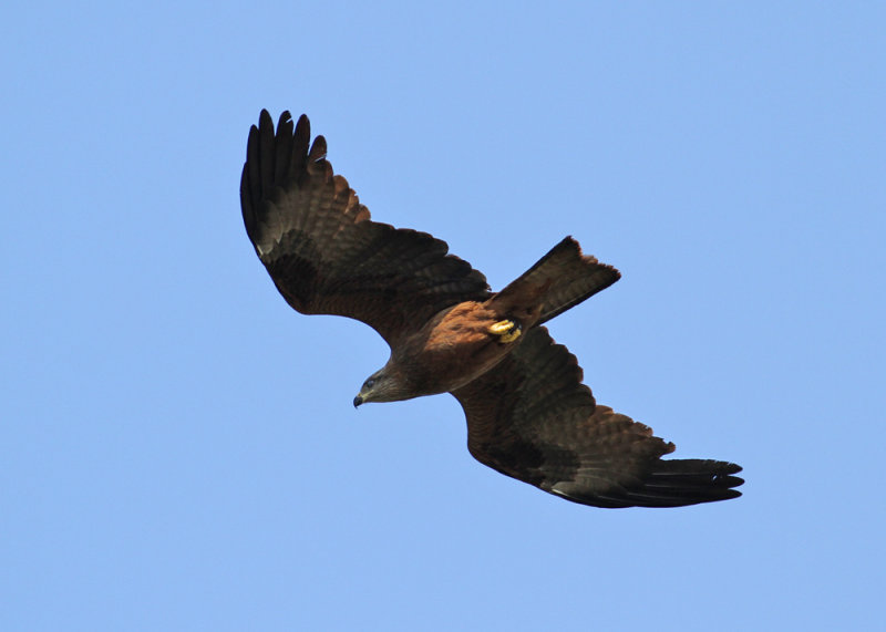 Black Kite (Milvus migrans) - brun glada