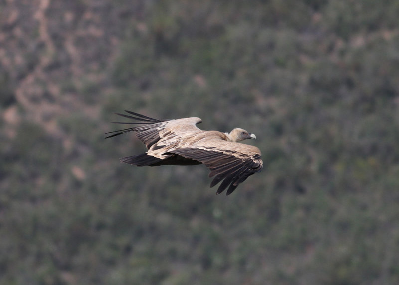 Eurasian Griffon Vulture (Gyps fulvus) - gsgam
