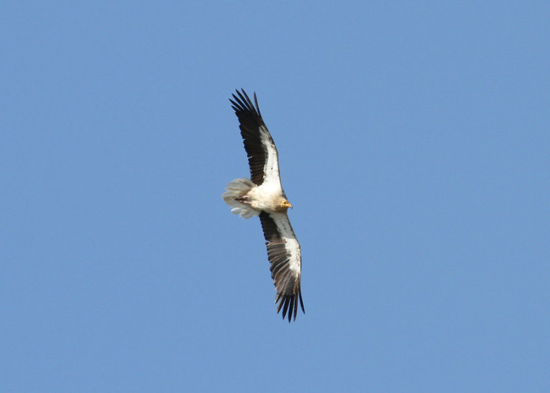 Egyptian Vulture (Neophron percnopterus) - smutsgam