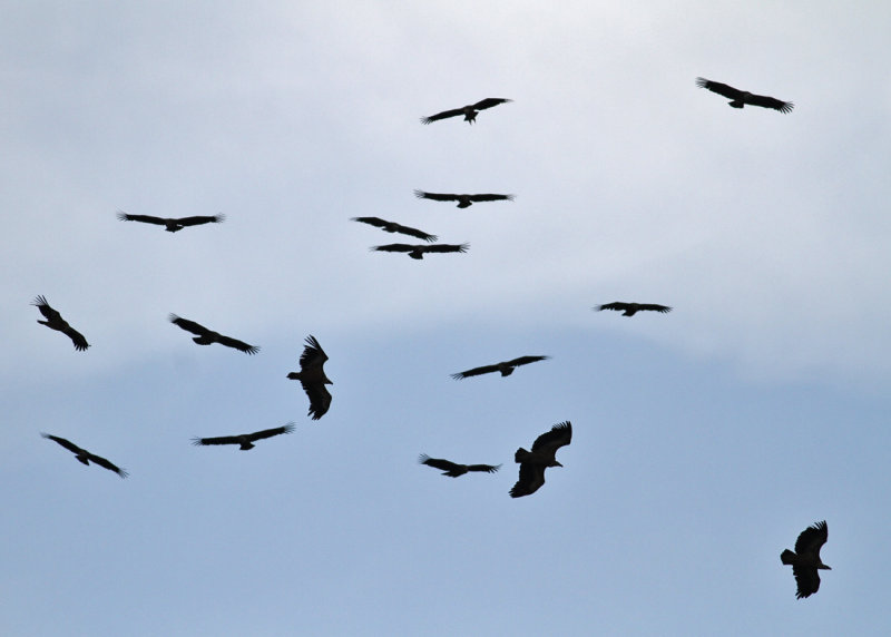 Eurasian Griffon Vulture (Gyps fulvus) - gsgam