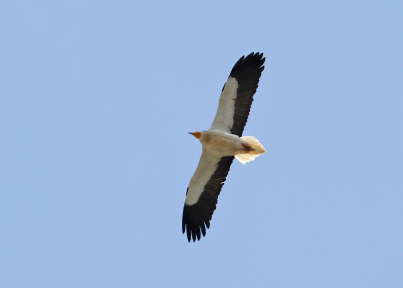 Egyptian Vulture (Neophron percnopterus) - smutsgam