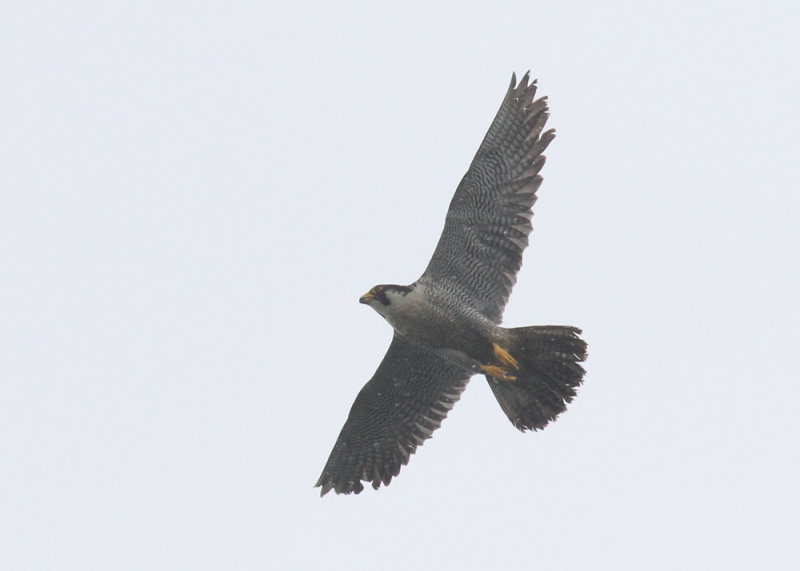 Peregrine Falcon (Falco peregrinus)
