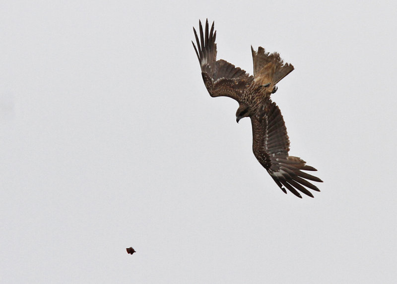 Black-eared Kite (Milvus lineatus)