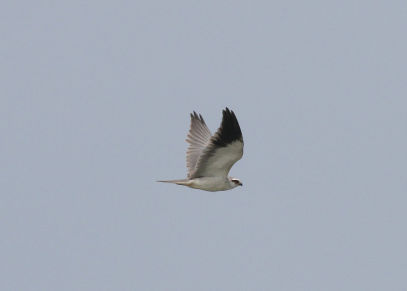 Black-shouldered Kite (Elanus caeruleus) - svartvingad glada