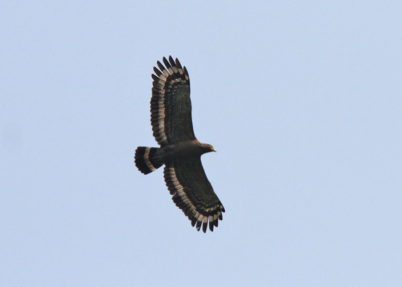 Crested Serpent Eagle (Spilornis (cheela) hoya)