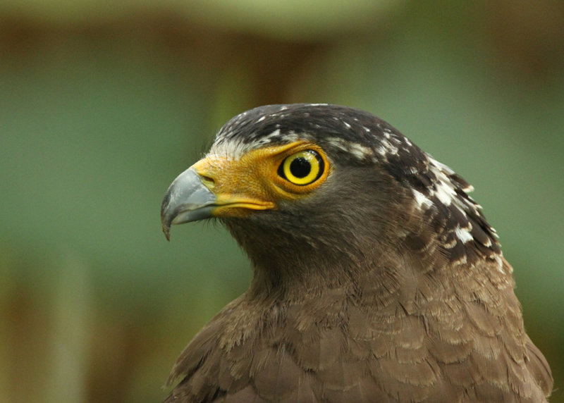 Crested Serpent Eagle (Spilornis (cheela) hoya)