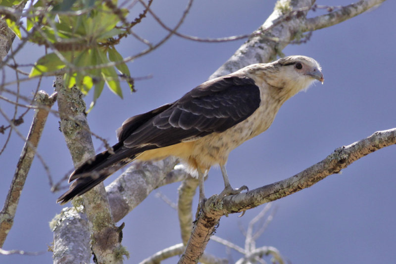 Yellow-headed Caracara (Milvago chimachima)