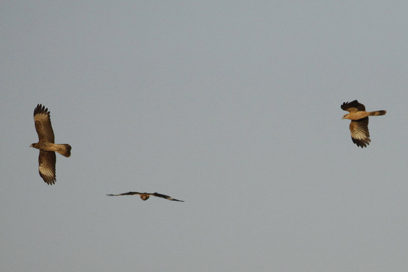 Yellow-headed Caracara (Milvago chimachima)