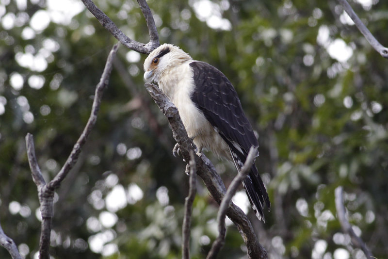 Yellow-headed Caracara (Milvago chimachima)