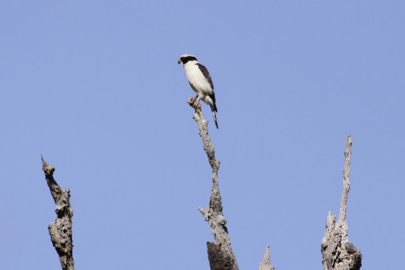 Laughing Falcon (Herpetotheres cachinnans)