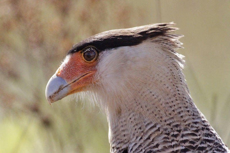 Southern Caracara (Caracara plancus)