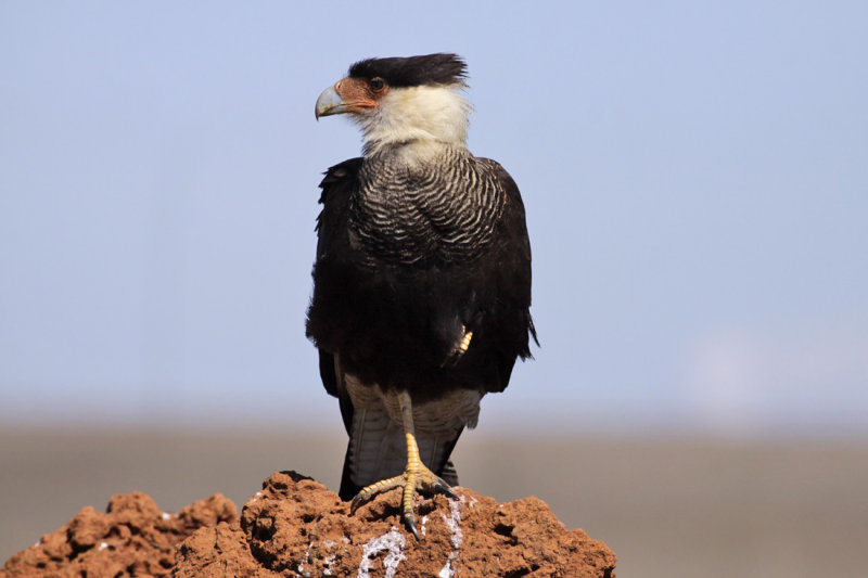 Southern Caracara (Caracara plancus)