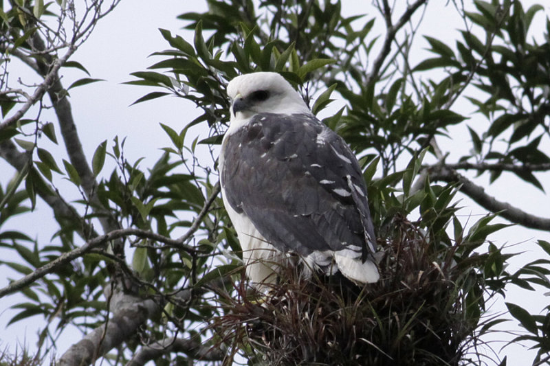 Manteled Hawk (Leucopternis polionota)